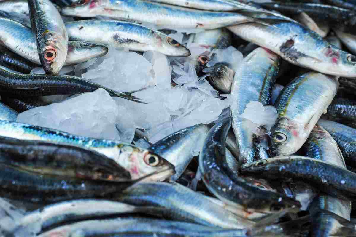 cibi più contaminati da microplastiche