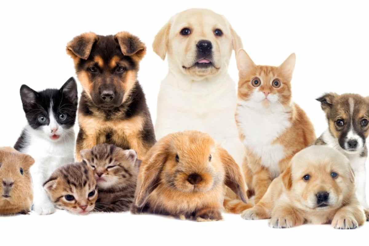 Bonus animali domestici