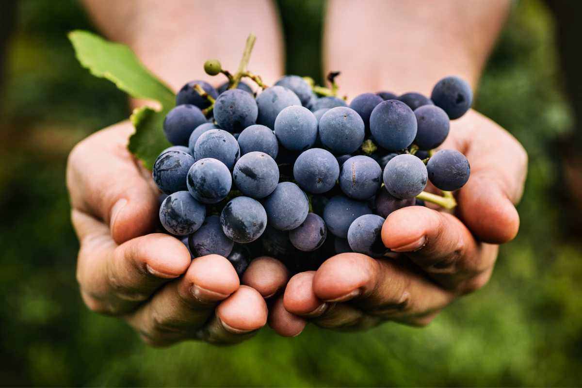 Frutta uva Alzheimer