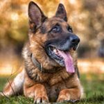 cani razze più intelligenti