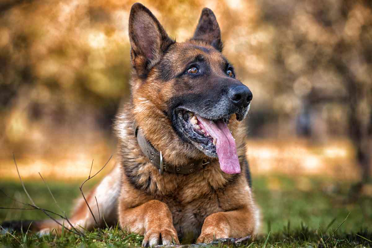 cani razze più intelligenti