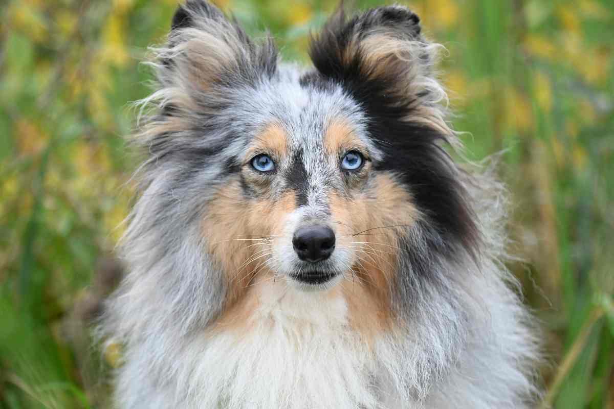 cani razze più intelligenti
