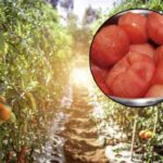 Il Gambero Rosso ha condotto una degustazione alla cieca su 21 prodotti selezionati da piccole e medie aziende,