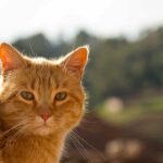 Perché tutti impazziscono per i gatti arancioni? il motivo sorprendente