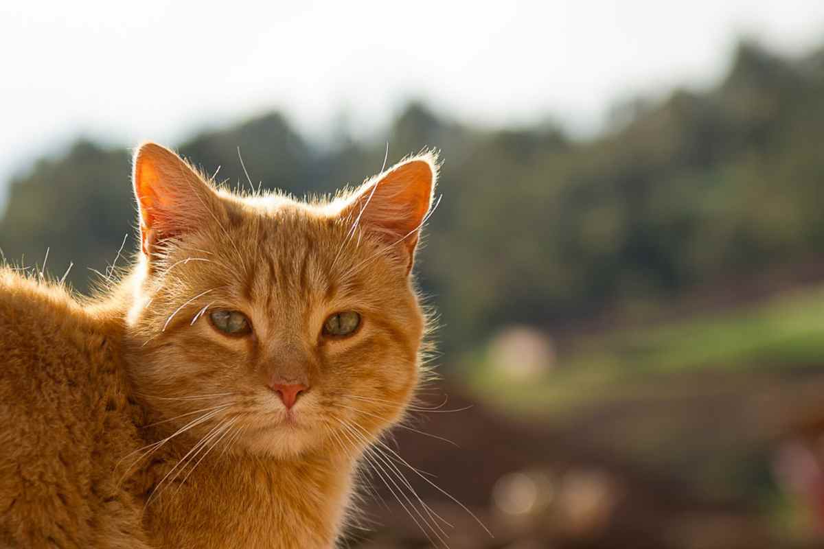 Perché tutti impazziscono per i gatti arancioni? il motivo sorprendente