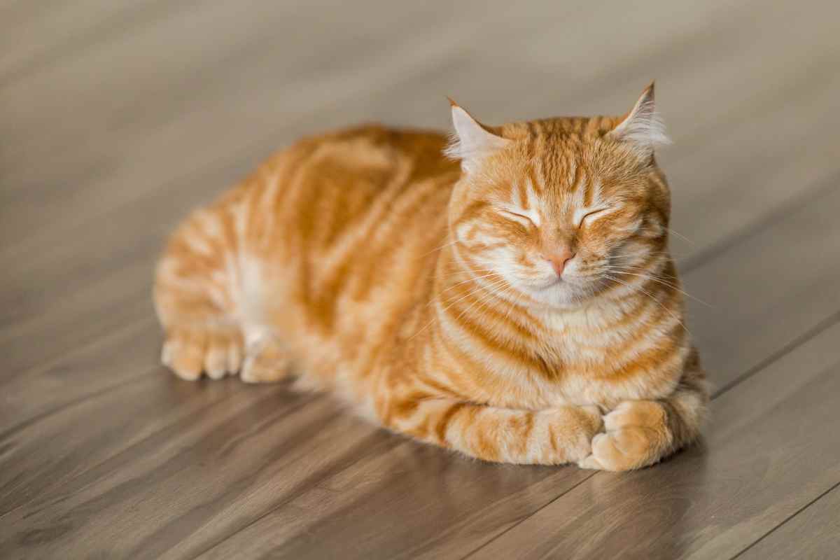 Perché tutti impazziscono per i gatti arancioni?