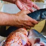 perchè non lavare il pesce